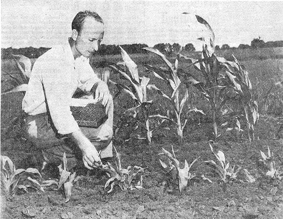 Earl Patterson with the first COOP crop at UIUC