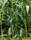 corn grass mutant