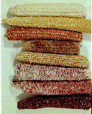 variation in corn cob color