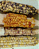 [maize kernels showing variegation]